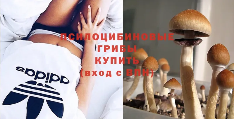 Галлюциногенные грибы Psilocybe  Венёв 